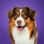 mini.aussie.pixel