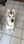Storm_thesibehusky