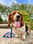 elmer_the_basset