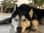 darko_the_husky