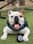 Jack_bauer_the_bulldog_