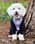 bentley.poochon