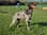 polly_the_gsp