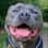 Bruce_the_blue_bear
