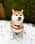 shiba_audi