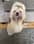 bear.theshih.tzu