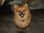 pawsfromteddy
