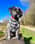 albie_the_scruffy_pup