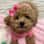 goesby_squirrel.thetoypoodle