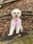 elsa_themaltipoo