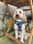 Teddy_cockapoo23