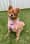 izzythepom2021