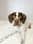 phoebe_the_sprointer