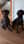 twocutedoggies5
