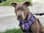pittiegirl_hazelgrace