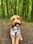 Teddythecockapoo.22