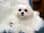 teacupmaltese_chanel