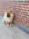 beer_chowchow