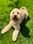 monty_the_cockapoo22