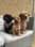 brian.sootsie.lyla