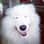 BuddyBearTheSamoyed