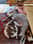 Chicolama_theamericanbully