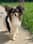 Pearly_papillon