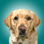 magnusthetherapydog