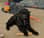 Charliedoodledog2023