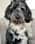 teddy_merle_cockapoo