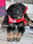 jacktheperfectdog