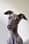 zozothewhippet