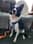 Patch_the_collie2021x