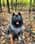 lucy_thekeeshond