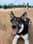 bongo_in_boston