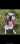 Littlesweetangelbabydog