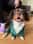 Charlieboythespaniel