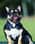 Max_lola_frenchie_love