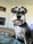 apollo_the_dog812