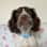 springerspanielbarney