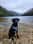the.black.lab.loki