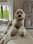 Oli.thedoodle