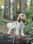 Bruno.a.cockerspaniel