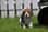 belka.the.beagle