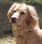 goldenmohawkpup