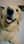 Bruno_theretriever2022