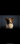 Cas_the_collie_