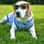 teddy_cook_the_beagle