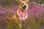 Rescuedogs_bella_charlie