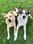 Canine Hooligans